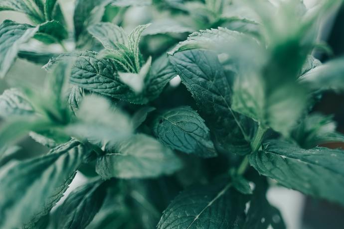 green leaf plant in close up photography