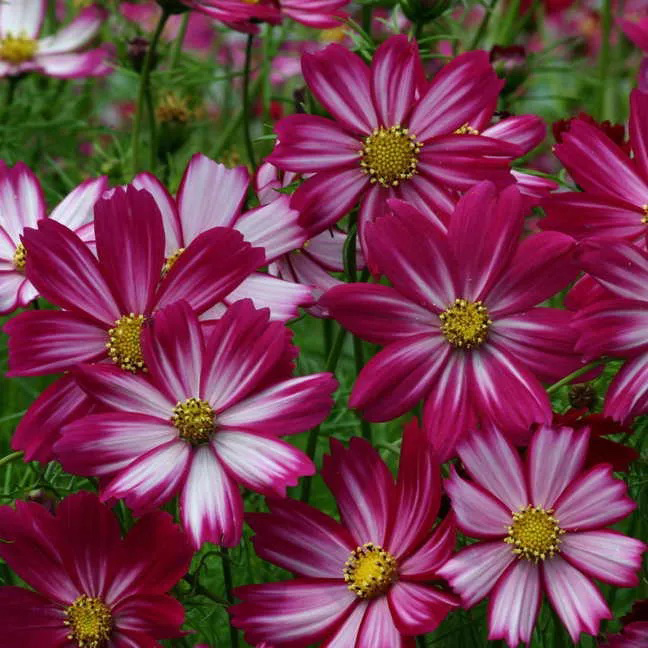 Peppermint Cosmos Terracotta Grow Kit