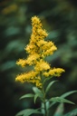 Eco Print Wool Fat 1/4 - Goldenrod