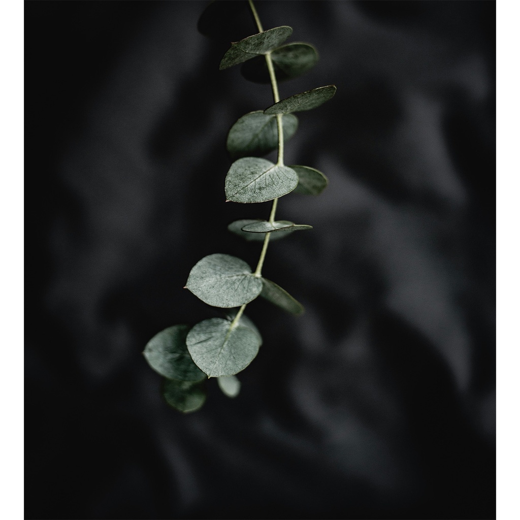 Day 12 - Eco Print Wool Fat 1/4 - Mixed Eucalyptus