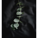 Day 12 - Eco Print Wool Fat 1/4 - Mixed Eucalyptus