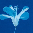 Cyanotype Cotton Squares