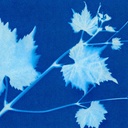 Cyanotype Cotton Squares