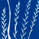 Cyanotype Cotton Squares