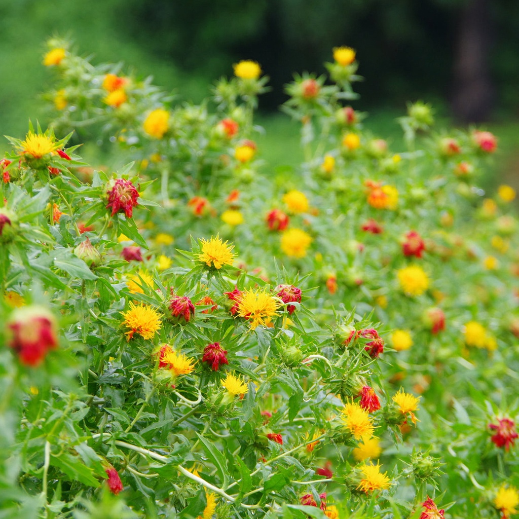 Sakura, Natural Dyed Boxed Collection