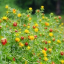 Sakura, Natural Dyed Boxed Collection