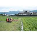 Indigo, Natural Dyed Boxed Collection 