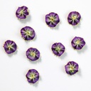 Purple, 10 Pack, 9/16" Ombre Ribbon Flowers