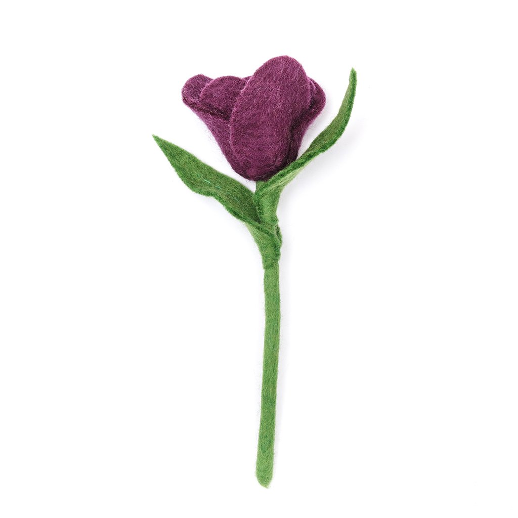 Tulip Flowers