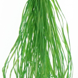 [SSF_0450] Straw Silk Fiber - Irish Eyes