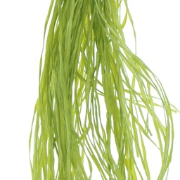 [SSF_0460] Straw Silk Fiber - Katy-Did