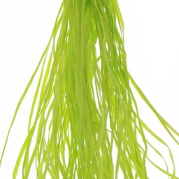 [SSF_0470] Straw Silk Fiber - Lime-Lime