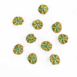 [APQ_ORF-14] Pineapple Weed, 10 Pack, 9/16" Ombre Ribbon Flowers